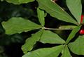 Synsepalum dulcificum